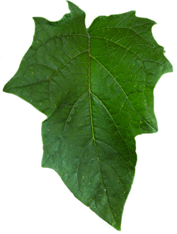 Jimsonweed leaf