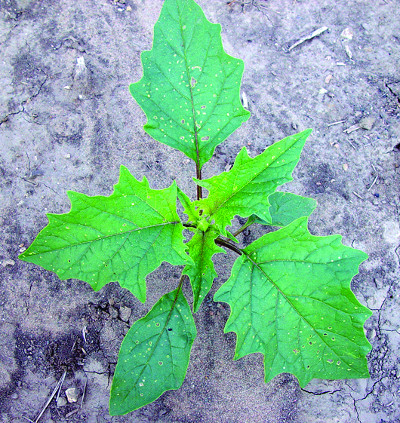 Jimsonweed plant