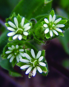mouseear chickweed flowers