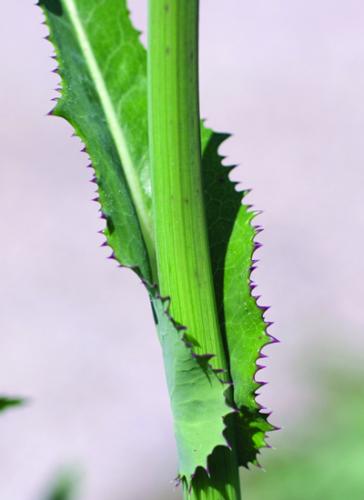 Perennial sowthistle upper leaf