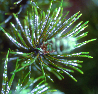 Pine needle scale