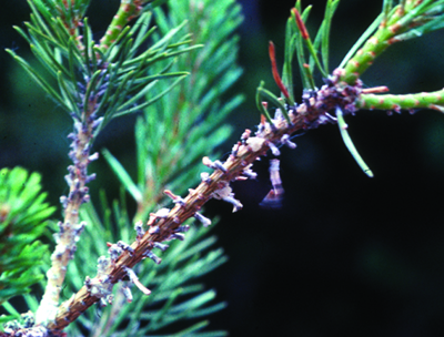 pine sawfly late feeding damage