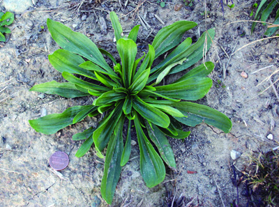 buckhorn plantain rosette