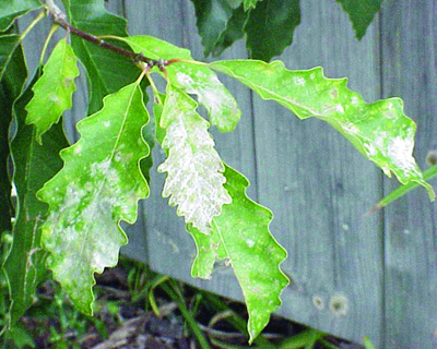 Powdery mildew oak