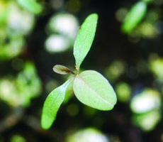 Powell amaranth seedling