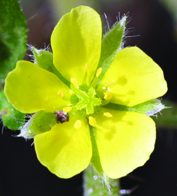 puncturevine flower