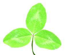 red clover leaf