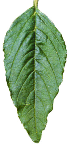 redroot pigweed leaf