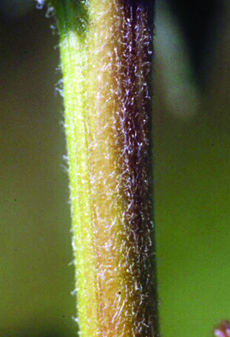redroot pigweed stem