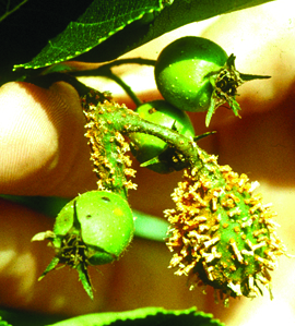 Quince rust