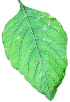smooth pigweed leaf