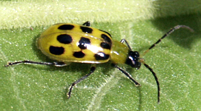 spotted cucumber beetle adult