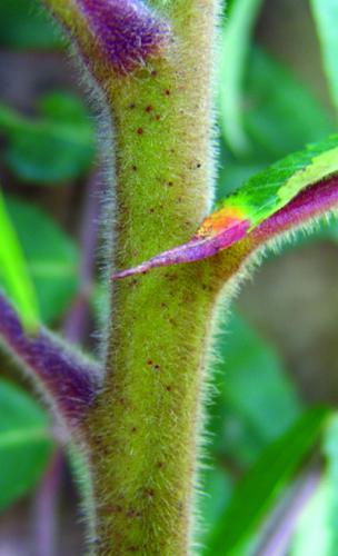 staghorn sumac stem