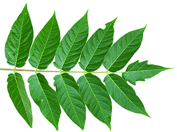 Tree-of-Heaven leaf