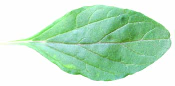 tumble pigweed leaf
