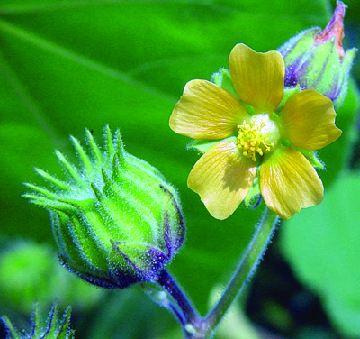 velvetleaf fruit & flower