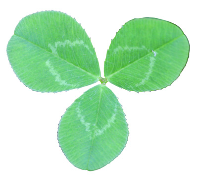 white clover leaf
