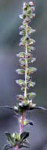 common ragweed flowering branch