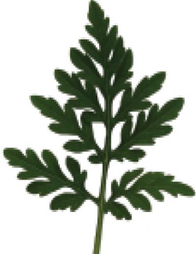 common ragweed leaf
