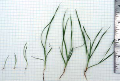 common windgrass seedlings