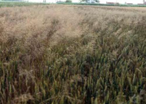 common windgrass in wheat