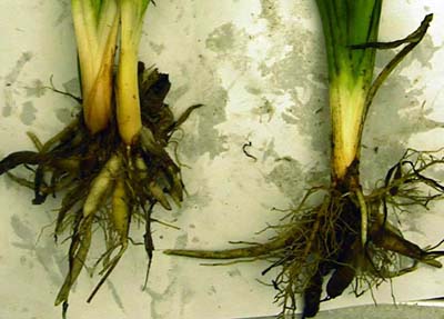 day lily root rotpythium