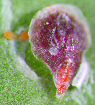 Euonymus scale