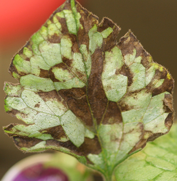 Foliar Nematode Damage leaf