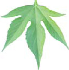 giant ragweed leaf