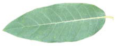 hemp dogbane leaf