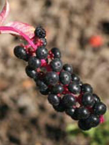 mature pokeweed berries
