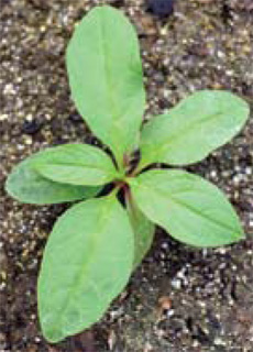 young pokeweed plant