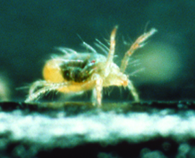 two-spot spider adult