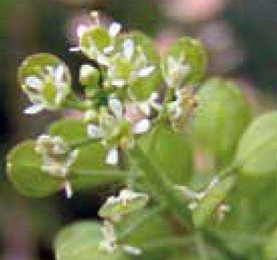 Virginia pepperweed flowers and fruit