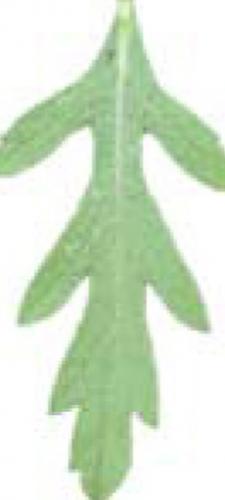 western ragweed leaf