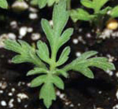 western ragweed sprout