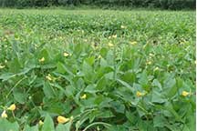 cowpea an important crop