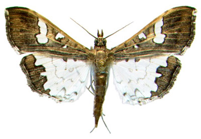 Maruca vitrata adult moth