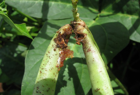 damage on cowpea flower and pods