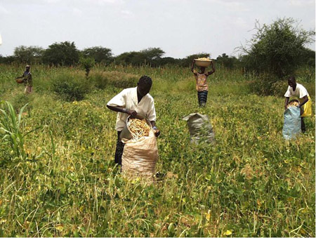 Farmers harvesting mature cowpea pods