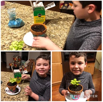 Student potting a houseplant at home