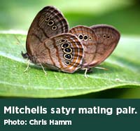 Mitchells satyr mating pair. Photo by Chris Hamm.