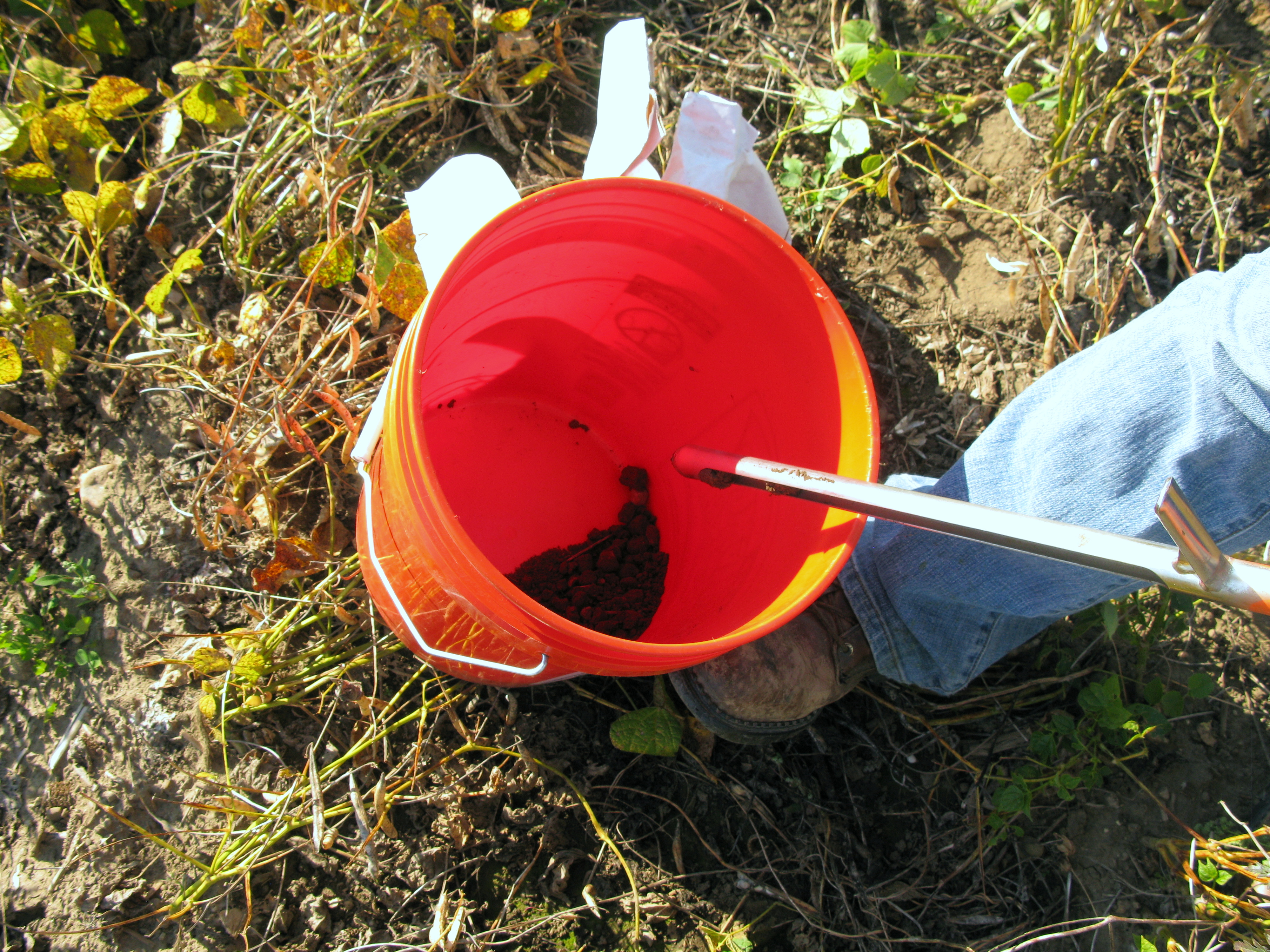 Soil subsamples collected into an orange bucket.