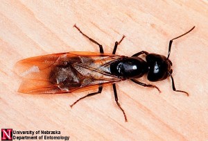 Carpenter Ant Queen