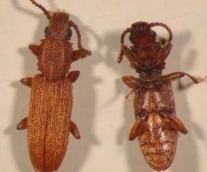 Sawtoothed grain beetle adult dorsal and ventral view