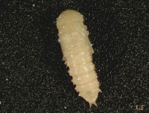Flour Beetle larva