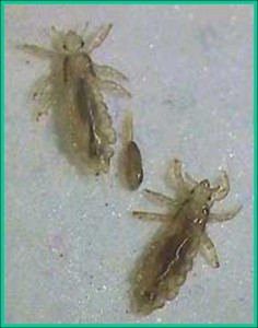 Head Lice And Eggs-236x300