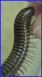 Large Millipede reaching up to a humans fingers