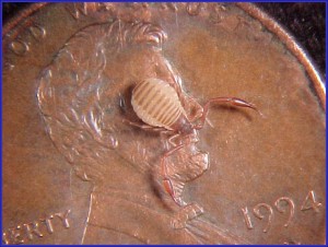 Pseudo Scorpion on penny