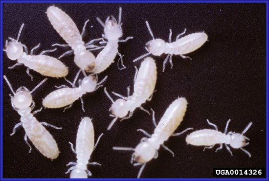 Eastern Subterranean termites workers